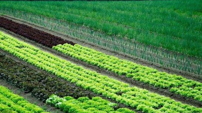 生鲜配送供应链管理规范：构建高效冷链的关键要素
