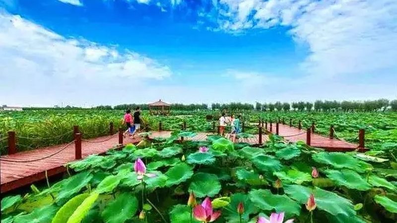 阳台种水果与菜园种植区别