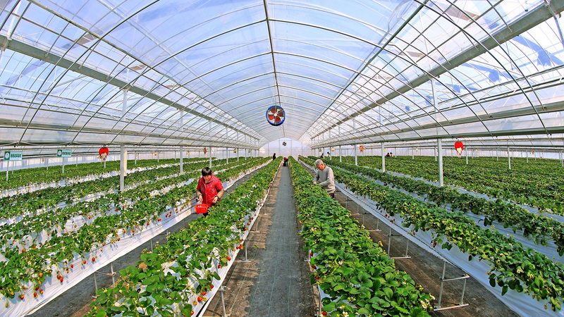 社区生鲜配送小程序：农业新零售的智慧桥梁