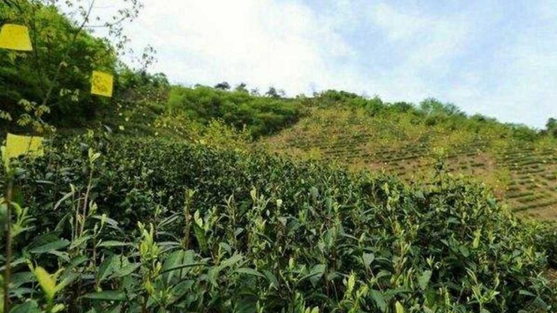 智慧农业监控系统：河南厂家的创新之路