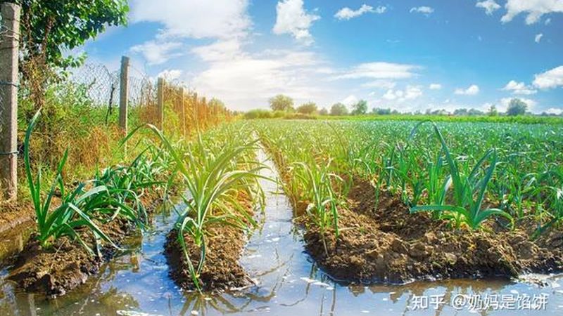 现代农业园区规划设计：从理念到实践**