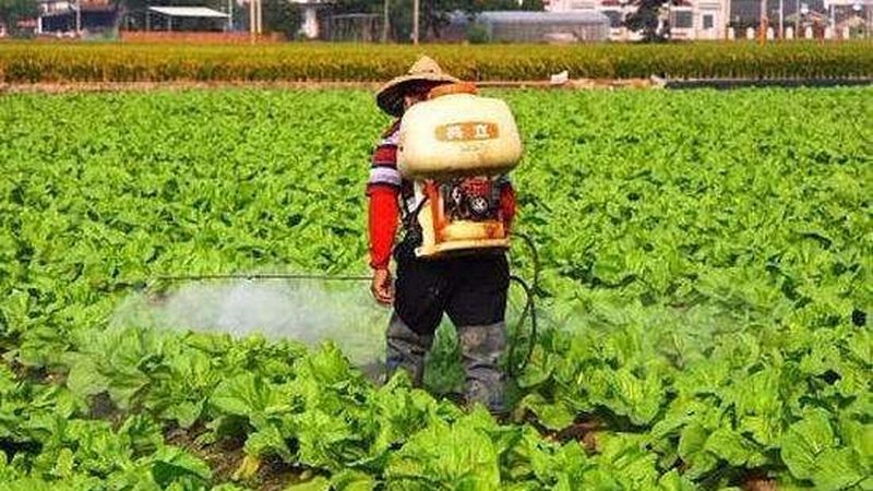 有机水果种植，从技术到实践：视频教程全解析