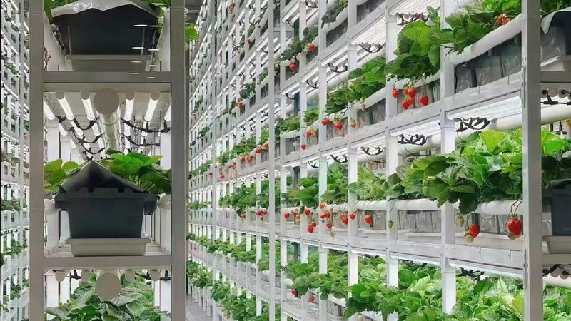 绿色食品标签真伪辨析：揭秘查询方法与技巧